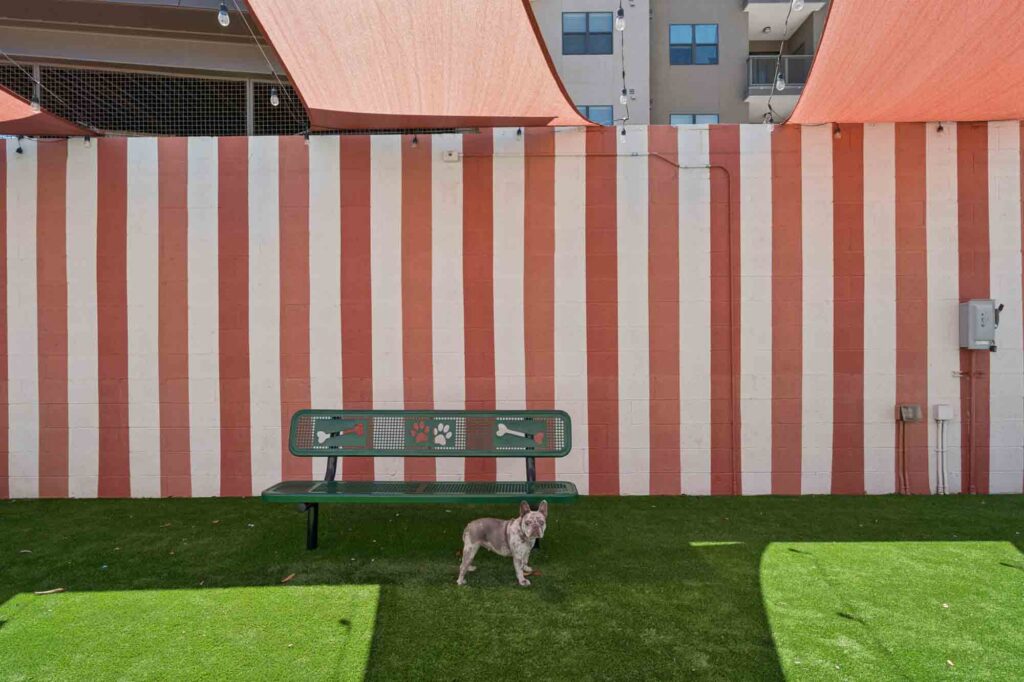 A small dog stands on artificial grass in front of a green bench and a white-and-pink striped wall, under orange shade sails.