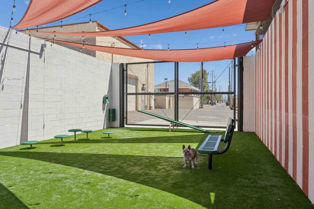 A small dog stands on artificial grass in a fenced outdoor area with benches, agility equipment, red shade sails, and string lights overhead.