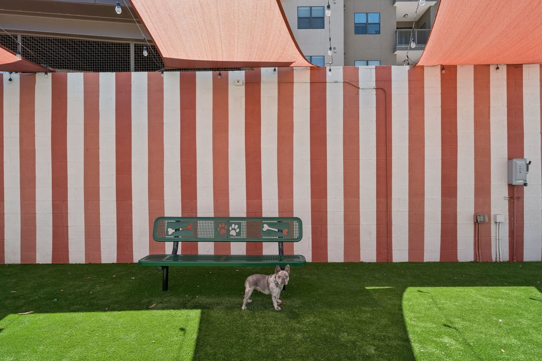 A small dog stands on artificial grass in front of a green bench and a wall with vertical pink and white stripes, under hanging orange canopies.